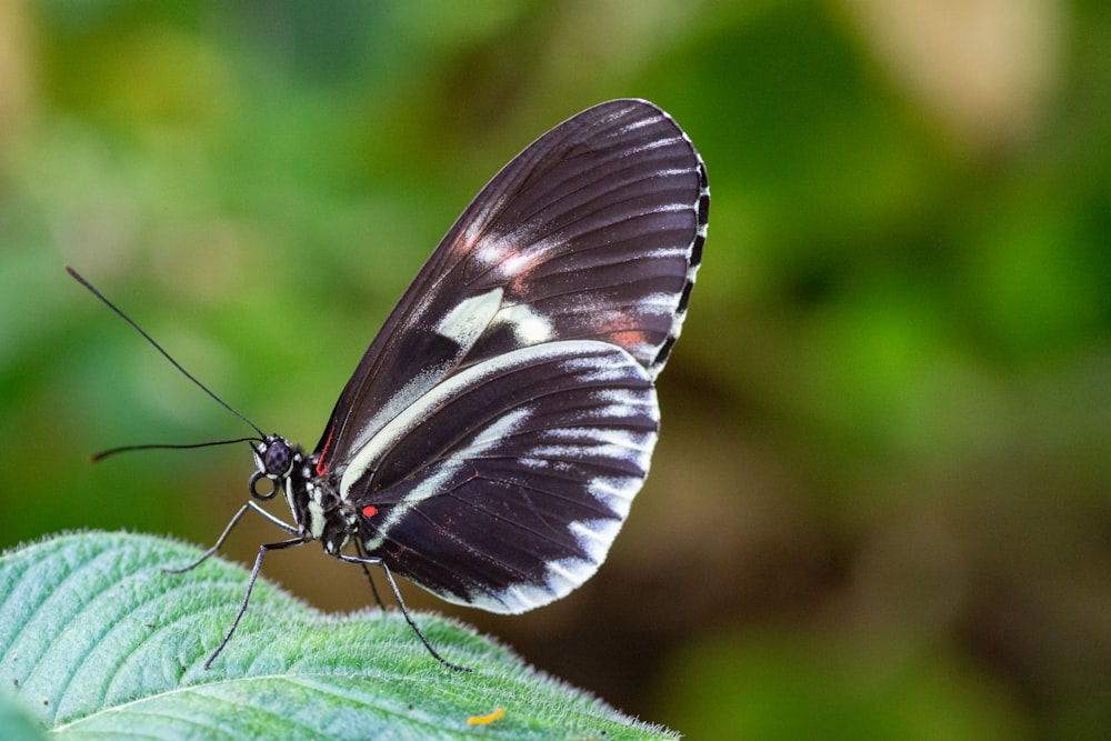 a black and white butterfly sitting on a green leaf