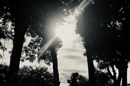 a black and white photo of the sun shining through the trees