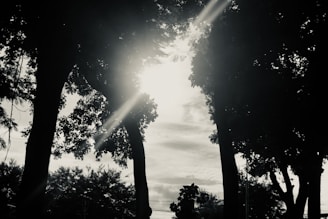 a black and white photo of the sun shining through the trees