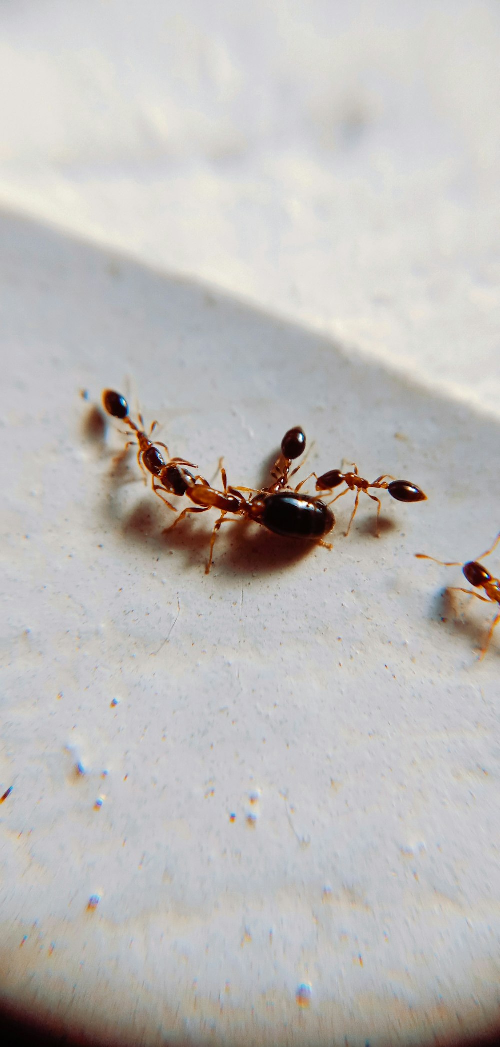 a group of ants crawling on top of a white surface