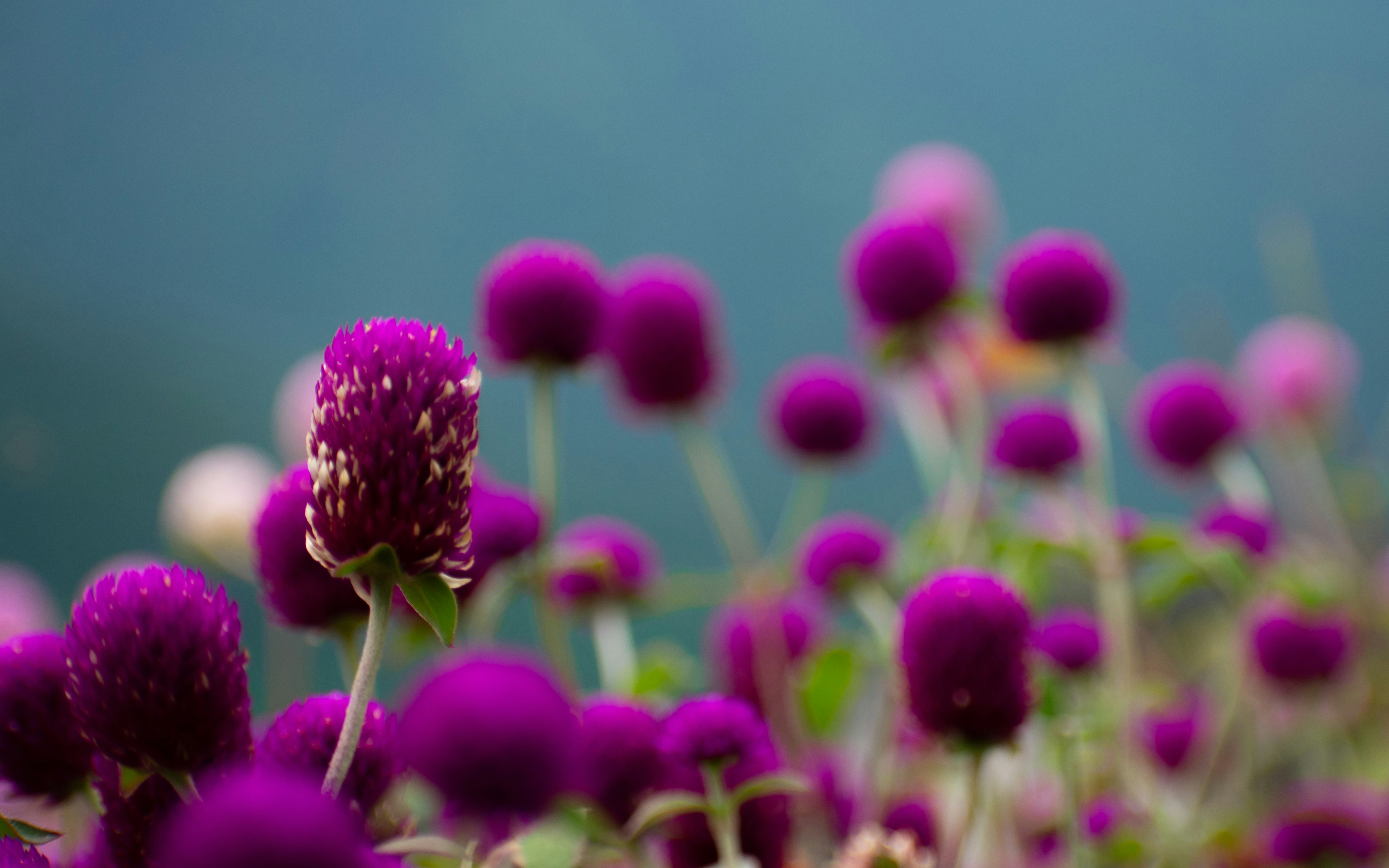 Photo by wan_linqiuyi