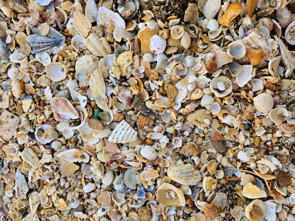 a bunch of shells that are on the ground
