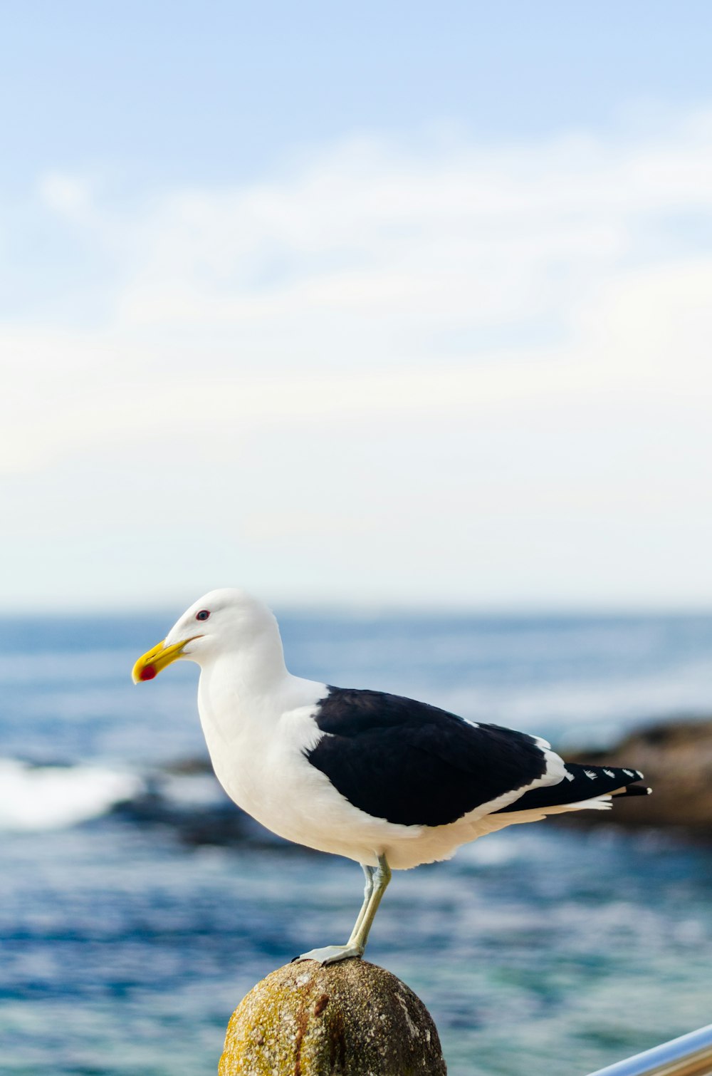 a seagull sitting on top of a railing near the ocean