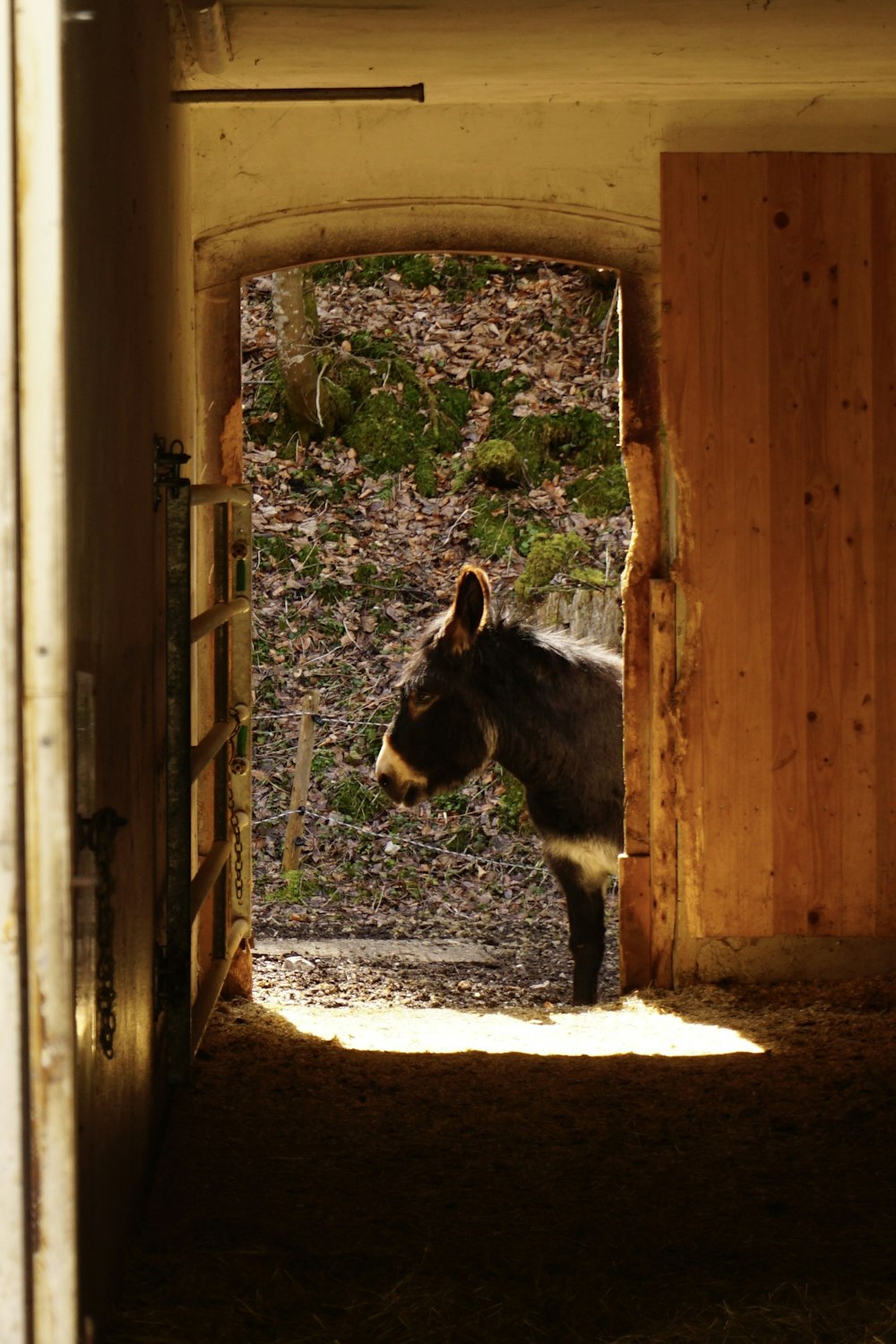 a donkey standing in a doorway of a building