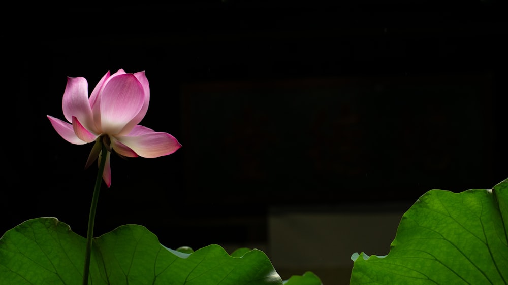 un fiore di loto rosa seduto in cima a una foglia verde