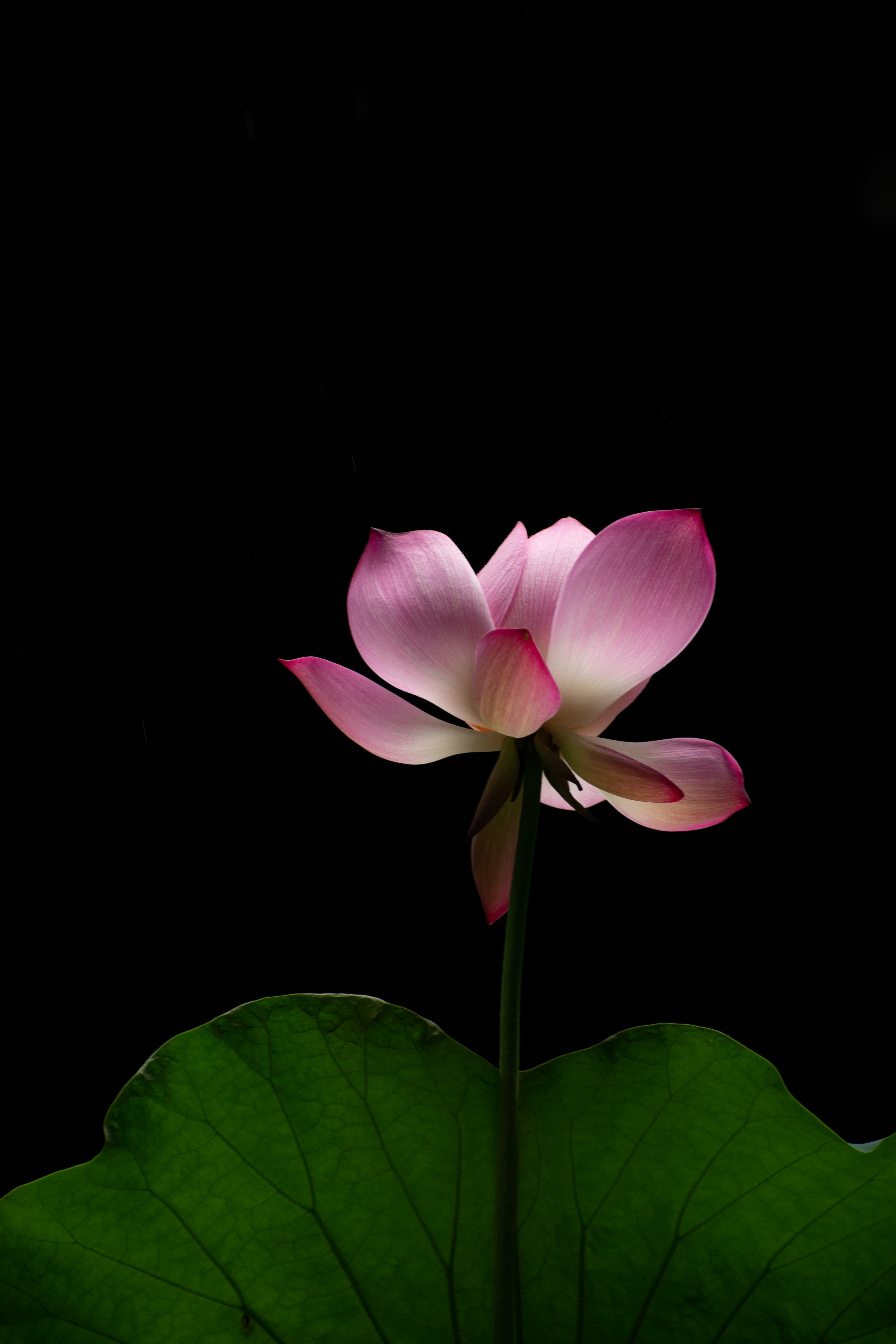 Midnight Lotus Wall Art