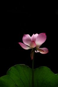 Lotus Bloom Tee