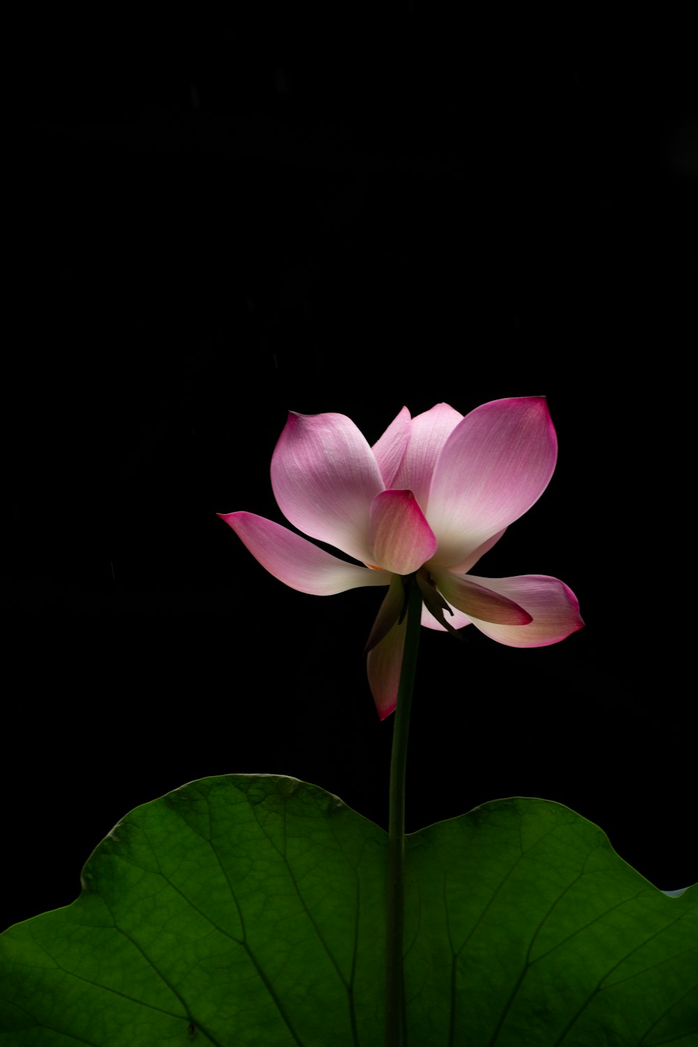 a pink flower sitting on top of a green leaf