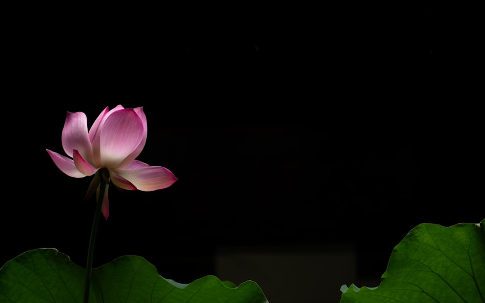 a pink lotus flower sitting on top of a green leaf