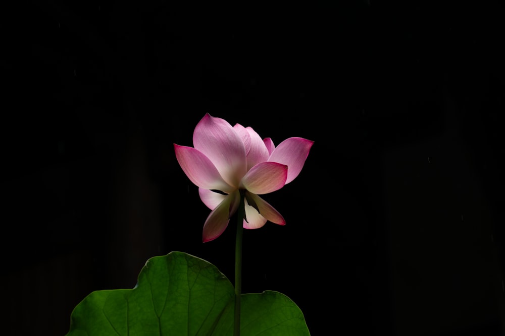 a pink lotus flower sitting on top of a green leaf