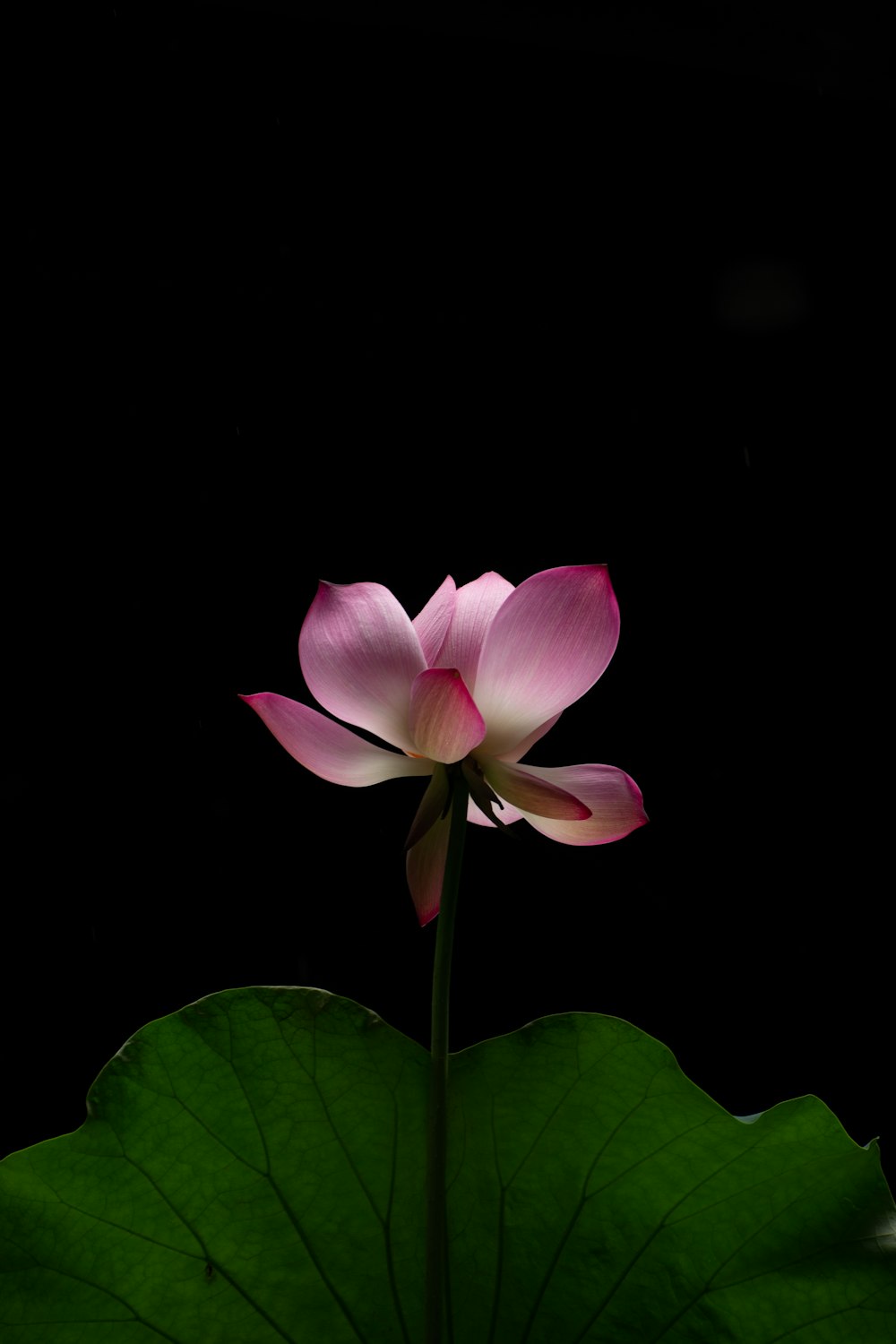 a pink flower sitting on top of a green leaf