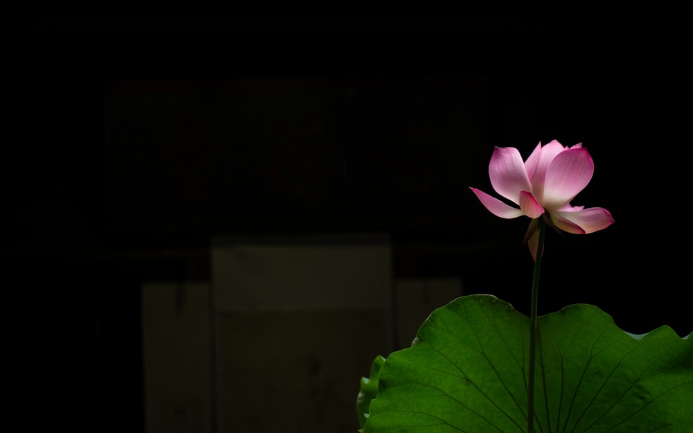 a pink flower sitting on top of a green leaf