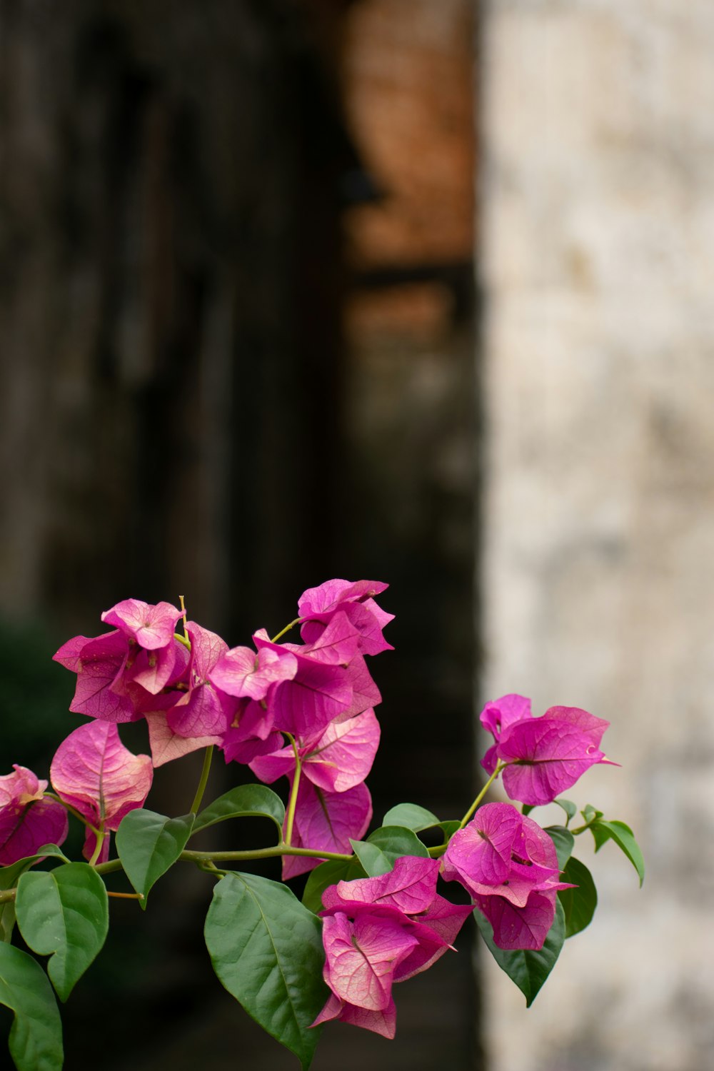 a pink flower with green leaves in a vase