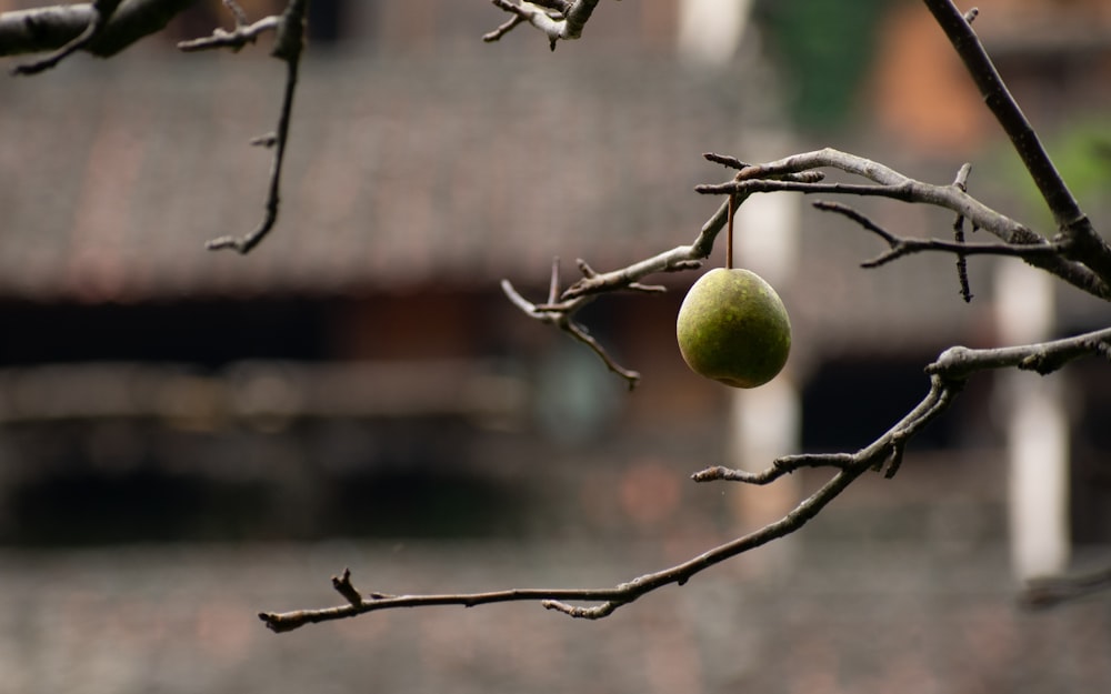 a green apple hanging from a tree branch