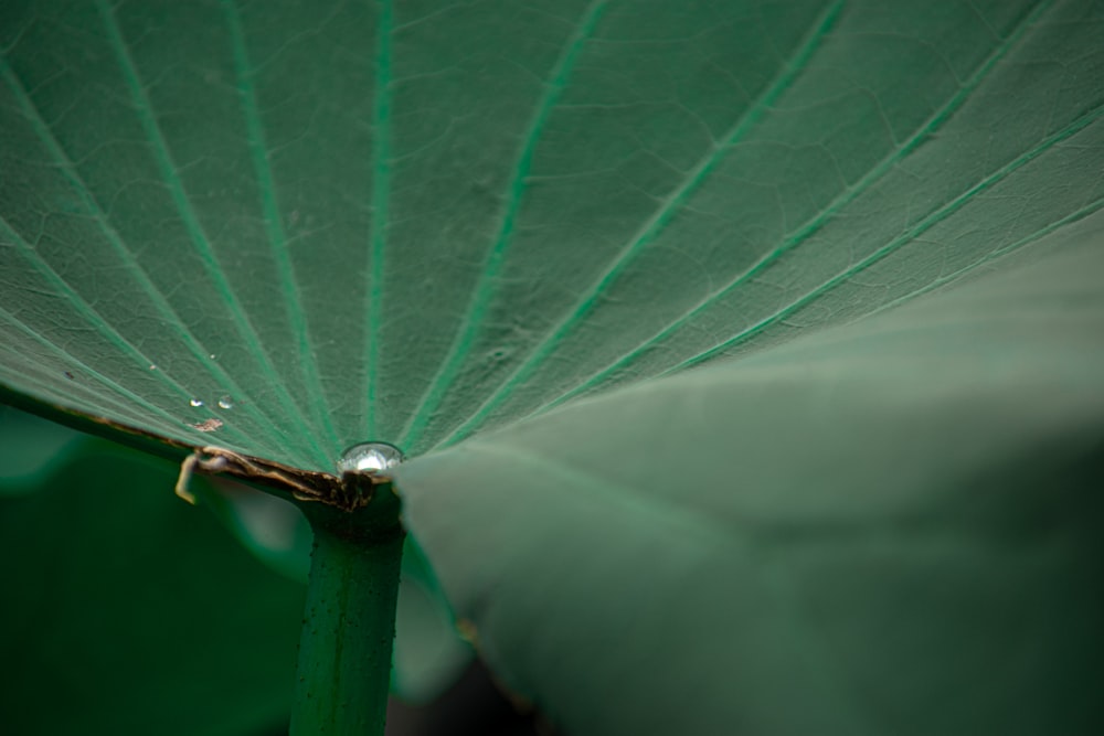 a close up of a green umbrella with water droplets
