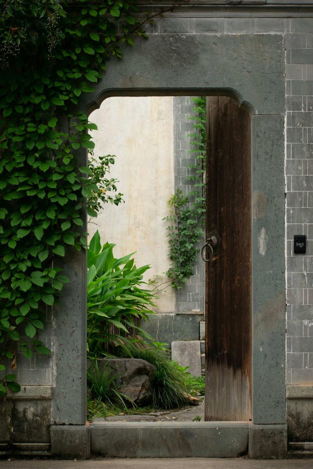 una puerta abierta en una pared de piedra con una planta creciendo en ella