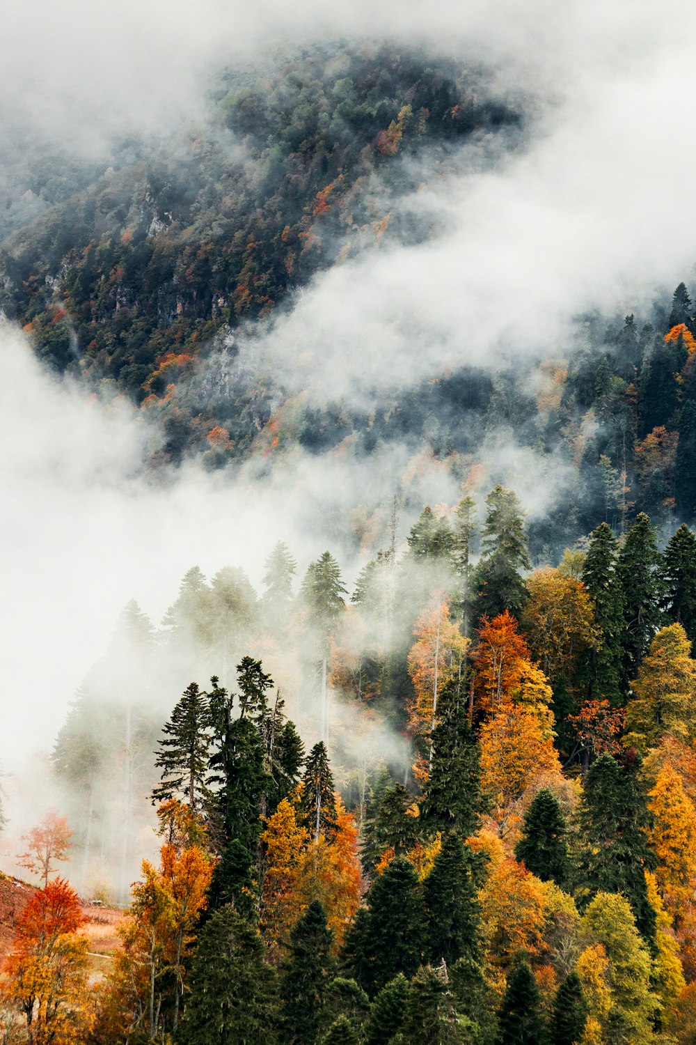 a forest filled with lots of trees covered in fog