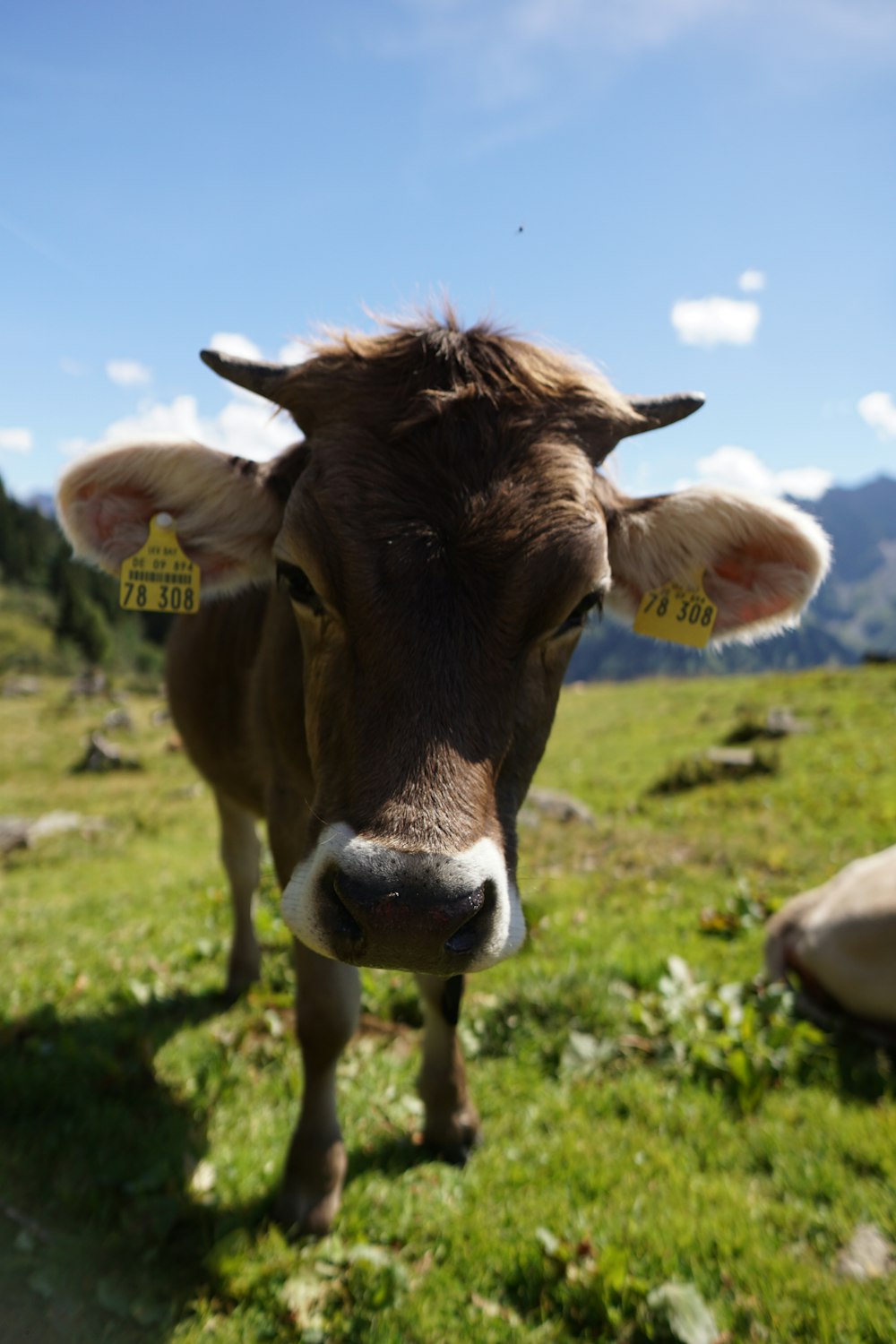 a brown cow standing on top of a lush green field