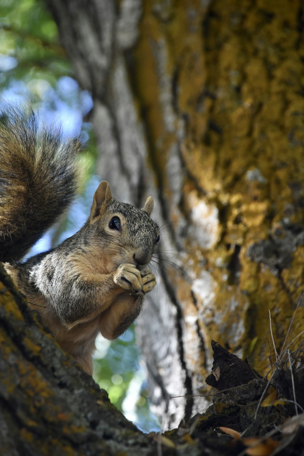 a squirrel sitting in a tree eating a nut