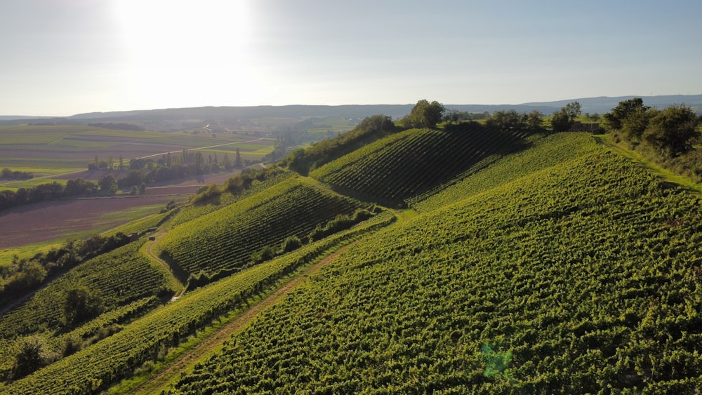 uma encosta verde exuberante coberta de muitas árvores