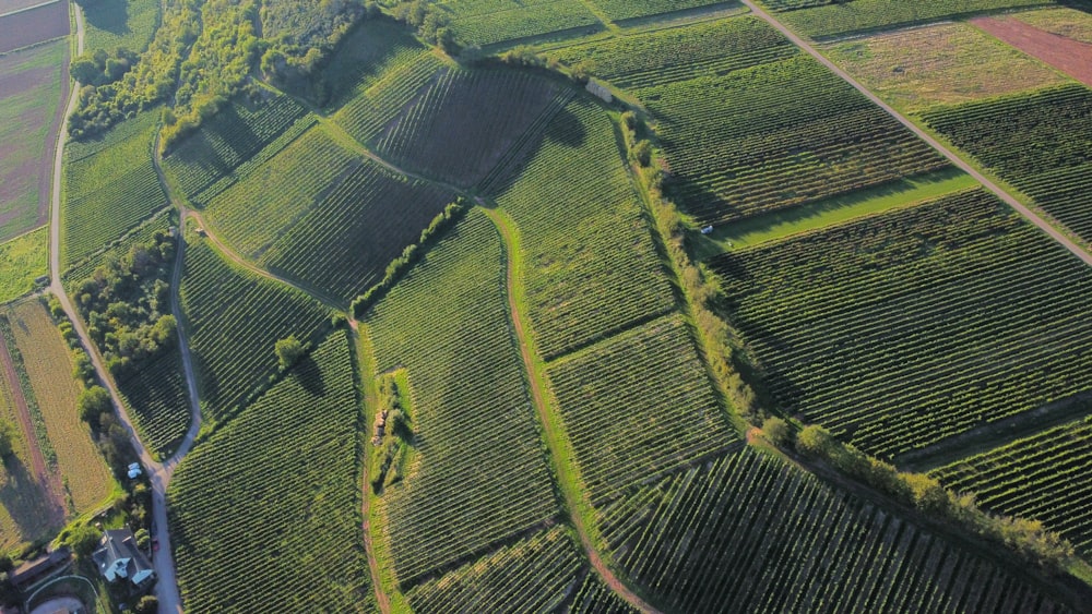Una veduta aerea di un campo agricolo con un trattore