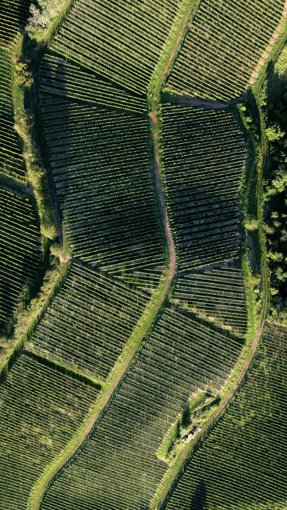 una veduta aerea di un campo con molti filari di colture