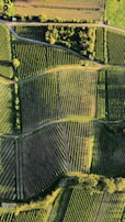 Aerial view of lush agricultural fields where makhana is cultivated.