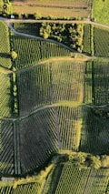 An aerial view of agricultural fields with various sections divided into neat rows and patterns. The fields are lush green, with some areas appearing darker due to shadows. A small patch of trees lies near the top, providing a natural border between the fields and a pathway.