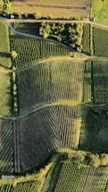An aerial view of agricultural fields with various sections divided into neat rows and patterns. The fields are lush green, with some areas appearing darker due to shadows. A small patch of trees lies near the top, providing a natural border between the fields and a pathway.