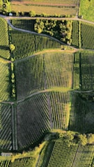 An aerial view of agricultural fields with various sections divided into neat rows and patterns. The fields are lush green, with some areas appearing darker due to shadows. A small patch of trees lies near the top, providing a natural border between the fields and a pathway.