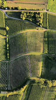 An aerial view of agricultural fields with various sections divided into neat rows and patterns. The fields are lush green, with some areas appearing darker due to shadows. A small patch of trees lies near the top, providing a natural border between the fields and a pathway.
