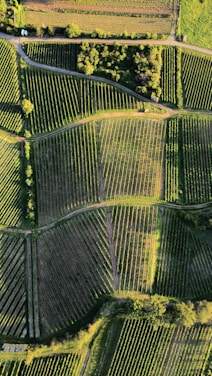 Aerial view of lush green fields ready for cultivation.