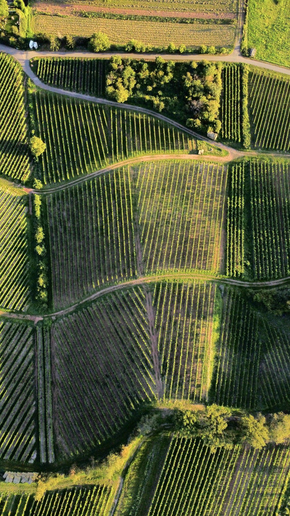 uma vista aérea de um campo com muitas fileiras de árvores