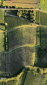 An aerial view of agricultural fields with various sections divided into neat rows and patterns. The fields are lush green, with some areas appearing darker due to shadows. A small patch of trees lies near the top, providing a natural border between the fields and a pathway.