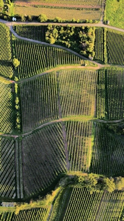 An aerial view of agricultural fields with various sections divided into neat rows and patterns. The fields are lush green, with some areas appearing darker due to shadows. A small patch of trees lies near the top, providing a natural border between the fields and a pathway.