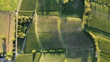 An aerial view of agricultural fields with lush greenery, showing organized plots divided by dirt paths. The fields are surrounded by trees and small patches of forest, creating a patchwork pattern. Sunlight casts shadows that highlight the texture and structure of the land.