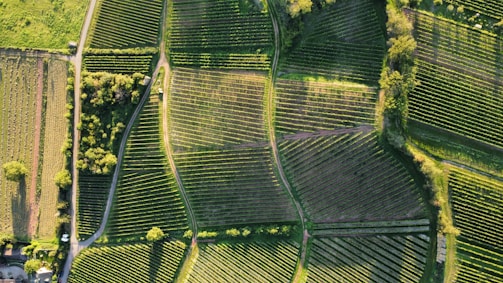 An aerial view of agricultural fields with lush greenery, showing organized plots divided by dirt paths. The fields are surrounded by trees and small patches of forest, creating a patchwork pattern. Sunlight casts shadows that highlight the texture and structure of the land.