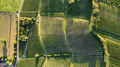 Aerial view of sustainable herb farms under morning sunlight.