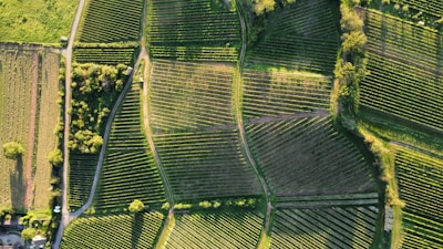 Aerial view of lush green fields where makhana is cultivated, highlighting sustainable farming practices.