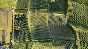 An aerial view of agricultural fields with lush greenery, showing organized plots divided by dirt paths. The fields are surrounded by trees and small patches of forest, creating a patchwork pattern. Sunlight casts shadows that highlight the texture and structure of the land.