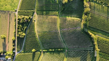 An aerial view of agricultural fields with lush greenery, showing organized plots divided by dirt paths. The fields are surrounded by trees and small patches of forest, creating a patchwork pattern. Sunlight casts shadows that highlight the texture and structure of the land.