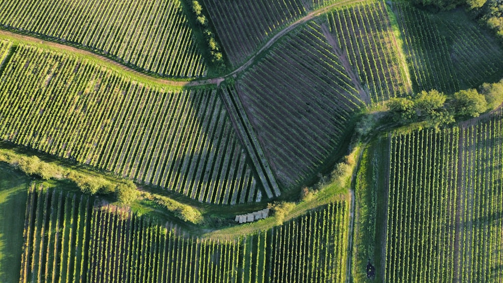 an aerial view of a field with trees