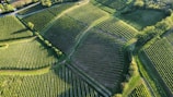 Aerial view of a lush, green landscape featuring large, meticulously arranged agricultural fields. The fields are laid out in a pattern, likely vineyards, with rows of crops neatly aligned. The image is dotted with patches of trees and bordered by wooded areas, giving a natural and organized look to the landscape.