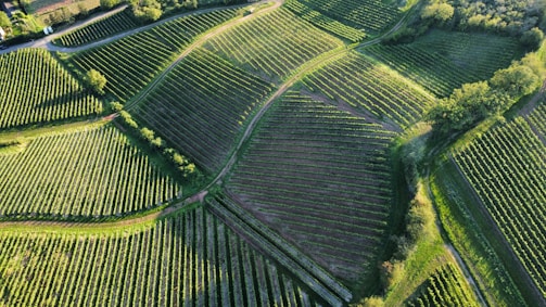 Aerial view of a lush, green landscape featuring large, meticulously arranged agricultural fields. The fields are laid out in a pattern, likely vineyards, with rows of crops neatly aligned. The image is dotted with patches of trees and bordered by wooded areas, giving a natural and organized look to the landscape.