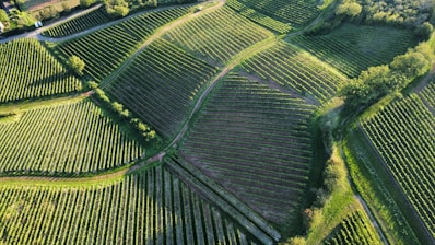 Aerial view of a lush, green landscape featuring large, meticulously arranged agricultural fields. The fields are laid out in a pattern, likely vineyards, with rows of crops neatly aligned. The image is dotted with patches of trees and bordered by wooded areas, giving a natural and organized look to the landscape.