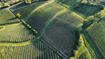 Aerial view of a lush, green landscape featuring large, meticulously arranged agricultural fields. The fields are laid out in a pattern, likely vineyards, with rows of crops neatly aligned. The image is dotted with patches of trees and bordered by wooded areas, giving a natural and organized look to the landscape.