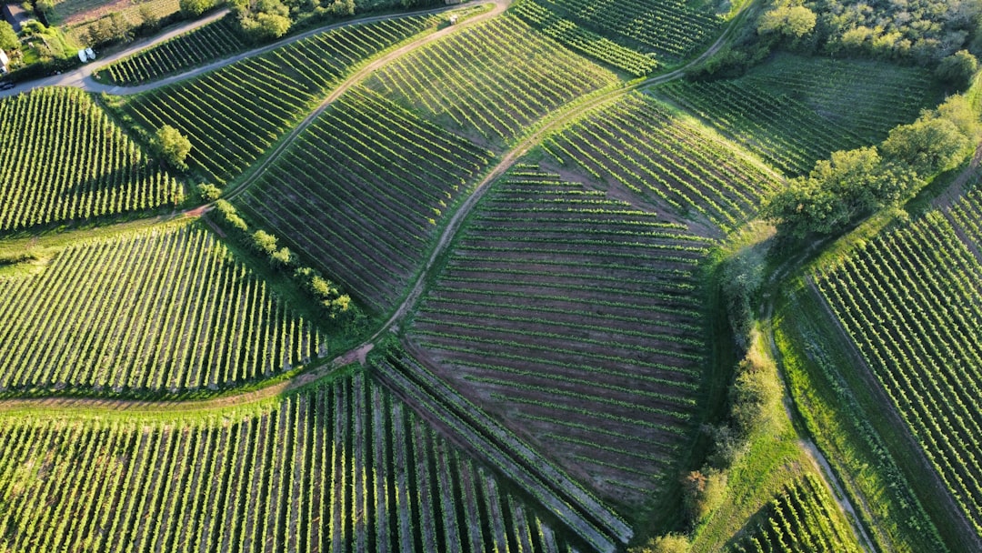 an aerial view of a field of crops,