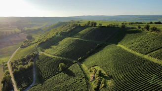 A cinematic aerial shot of lush Nashik vineyards with drone flying overhead capturing detailed farmland patterns.