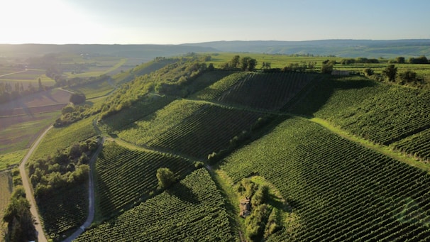 Aerial view of lush vineyards and farmland.