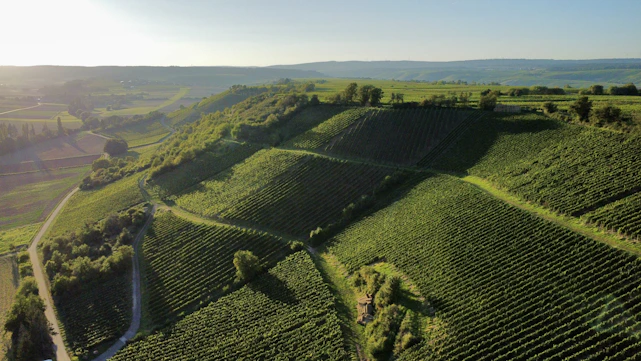 A cinematic aerial shot of lush Nashik vineyards with drone flying overhead capturing detailed farmland patterns.